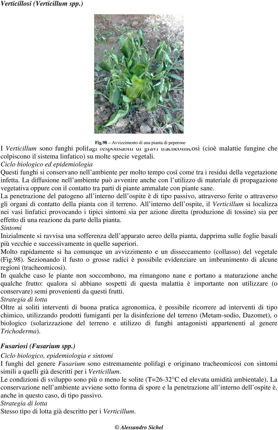 Ciclo biologico ed epidemiologia Questi funghi si conservano nell ambiente per molto tempo così come tra i residui della vegetazione infetta.