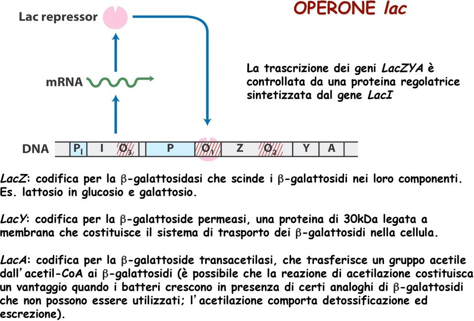 LacY: codifica per la β-galattoside permeasi, una proteina di 30kDa legata a membrana che costituisce il sistema di trasporto dei β-galattosidi nella cellula.