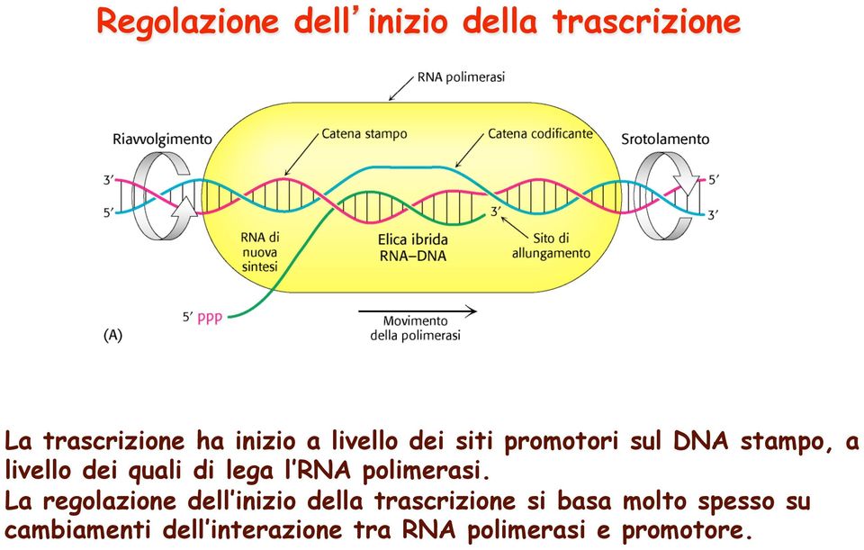 RNA polimerasi.