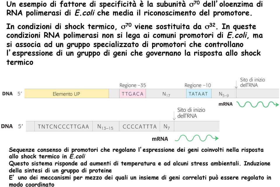 coli, ma si associa ad un gruppo specializzato di promotori che controllano l espressione di un gruppo di geni che governano la risposta allo shock termico Sequenze consenso di promotori che