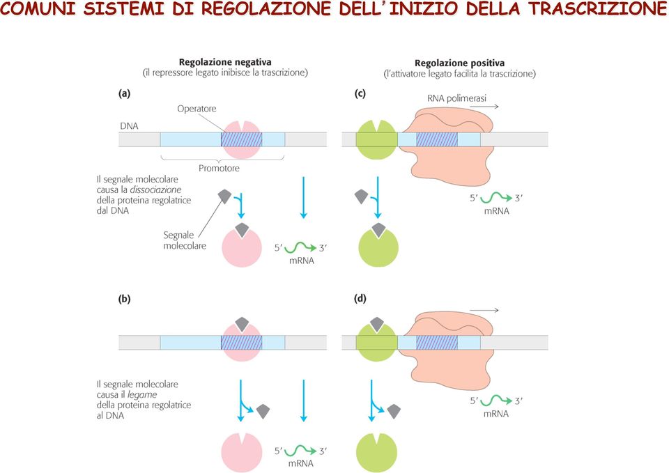 DELL INIZIO