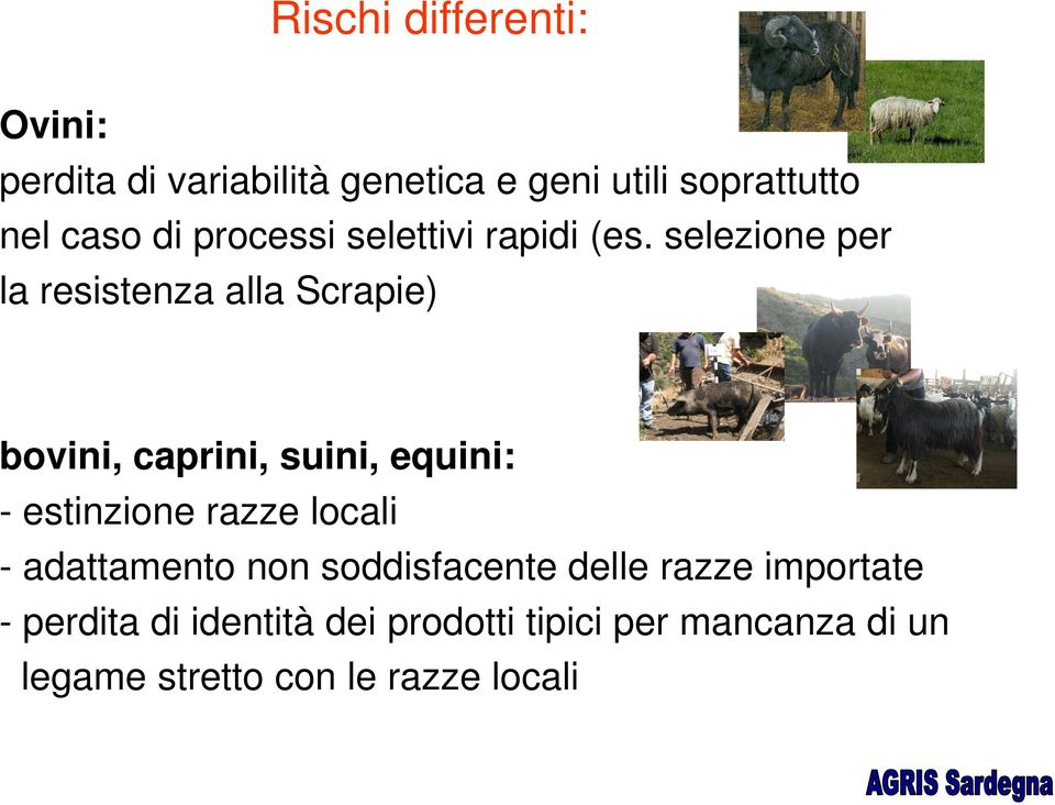 selezione per la resistenza alla Scrapie) bovini, caprini, suini, equini: - estinzione razze