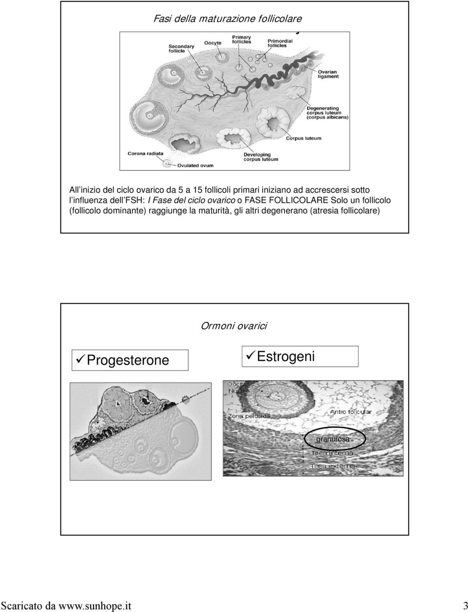 FOLLICOLARE Solo un follicolo (follicolo dominante) raggiunge la maturità, gli altri