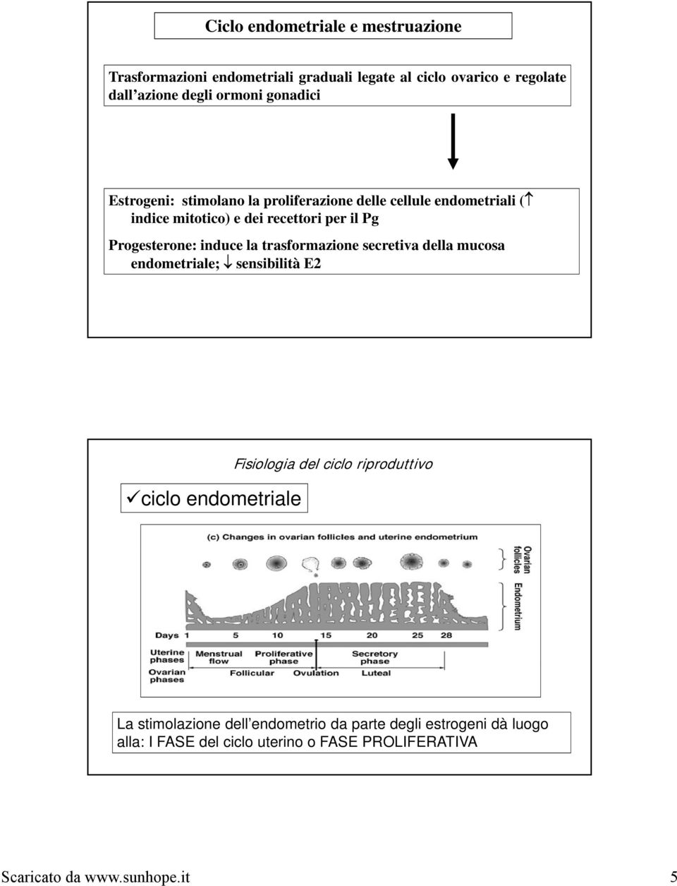 induce la trasformazione secretiva della mucosa endometriale; sensibilità E2 ciclo endometriale Fisiologia del ciclo riproduttivo La