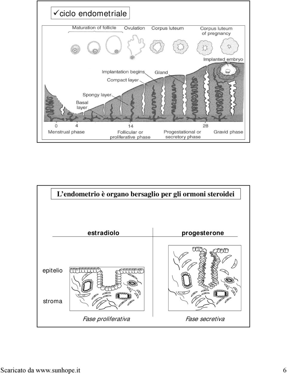 estradiolo progesterone epitelio stroma Fase