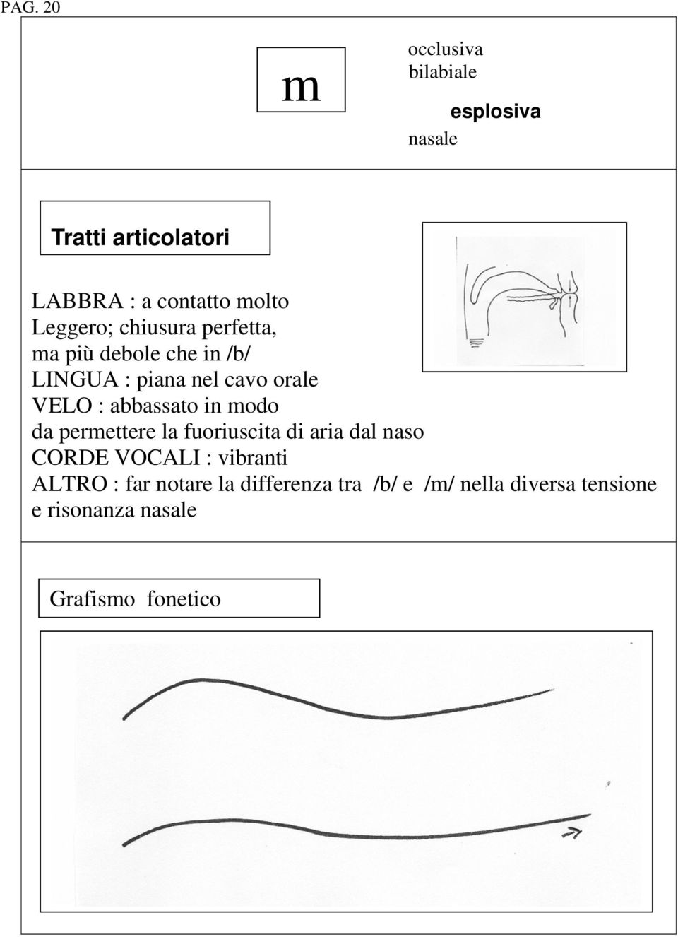 abbassato in modo da permettere la fuoriuscita di aria dal naso CORDE VOCALI : vibranti ALTRO