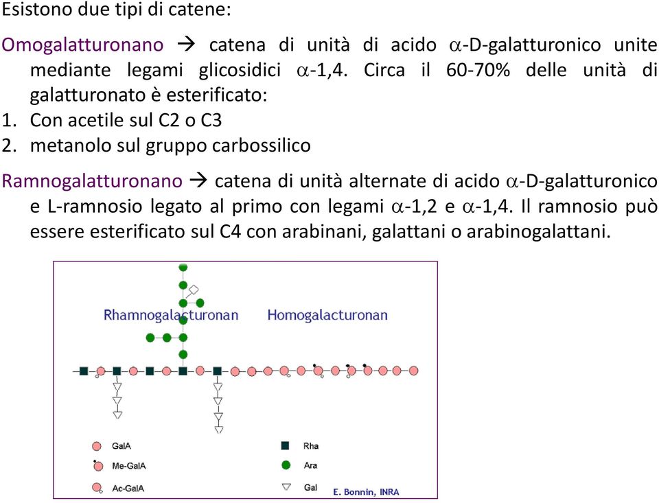 metanolo sul gruppo carbossilico Ramnogalatturonano catena di unità alternate di acido -D-galatturonico e