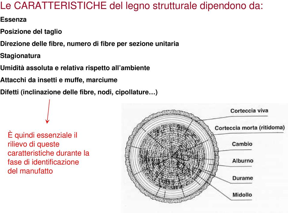 ambiente Attacchi da insetti e muffe, marciume Difetti (inclinazione delle fibre, nodi, cipollature )