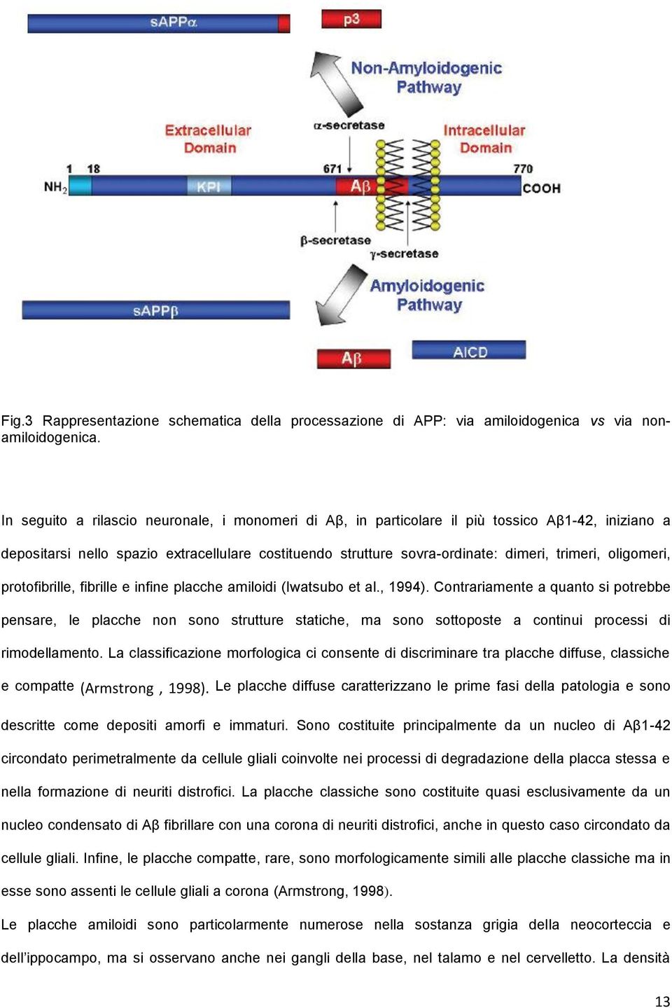 oligomeri, protofibrille, fibrille e infine placche amiloidi (Iwatsubo et al., 1994).