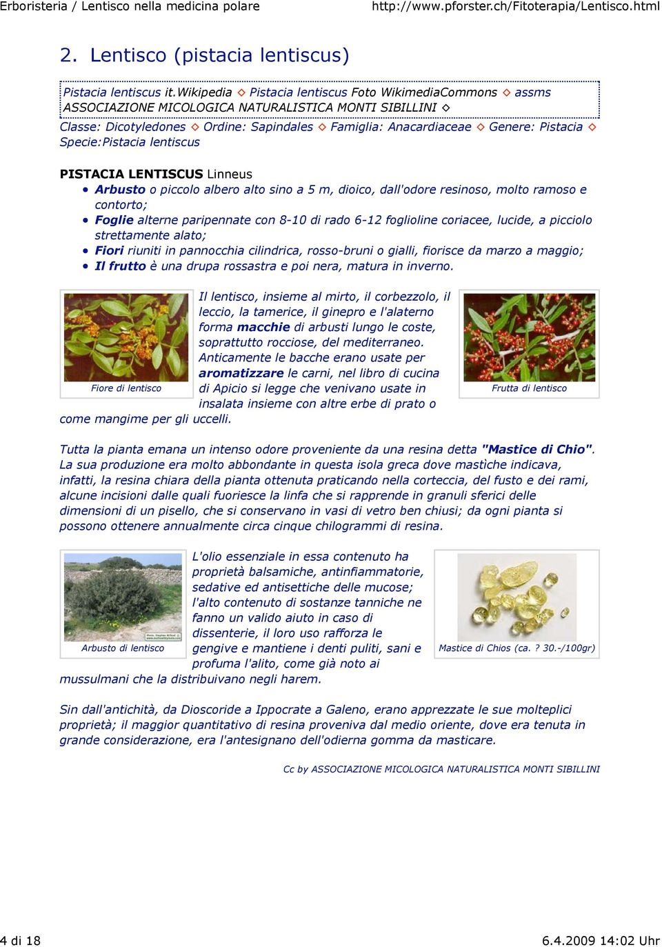 Specie:Pistacia lentiscus PISTACIA LENTISCUS Linneus Arbusto o piccolo albero alto sino a 5 m, dioico, dall'odore resinoso, molto ramoso e contorto; Foglie alterne paripennate con 8-10 di rado 6-12