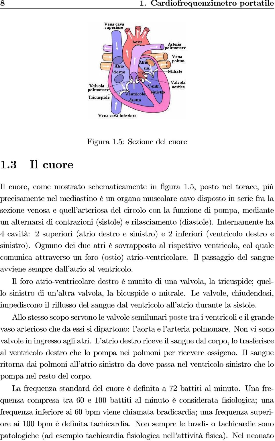 di contrazioni (sistole) e rilasciamento (diastole). Internamente ha 4 cavità: 2 superiori (atrio destro e sinistro) e 2 inferiori (ventricolo destro e sinistro).