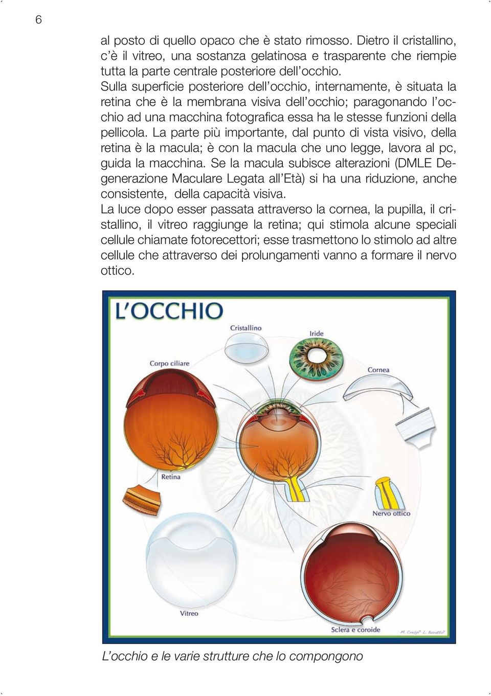 pellicola. La parte più importante, dal punto di vista visivo, della retina è la macula; è con la macula che uno legge, lavora al pc, guida la macchina.