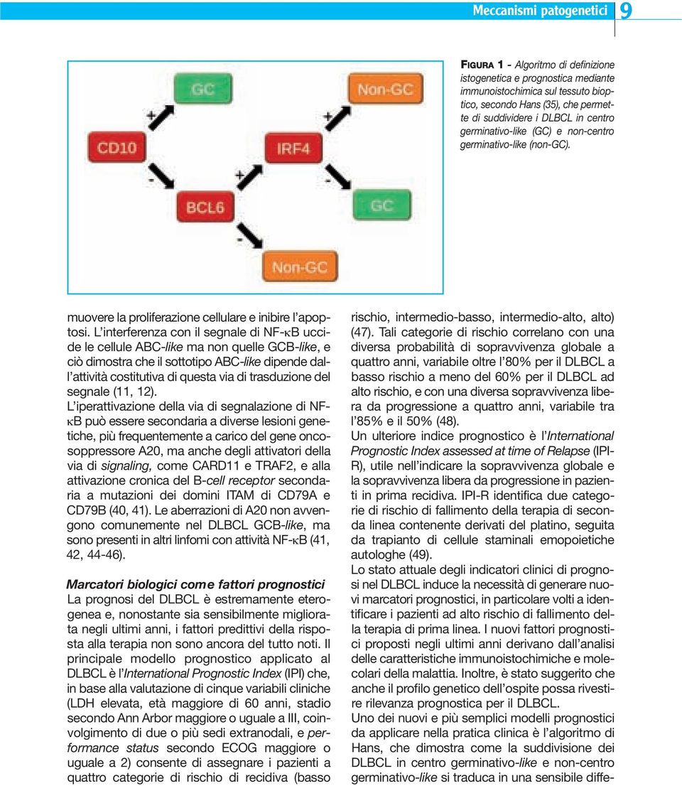 L interferenza con il segnale di NF-κB uccide le cellule ABC-like ma non quelle GCB-like, e ciò dimostra che il sottotipo ABC-like dipende dall attività costitutiva di questa via di trasduzione del