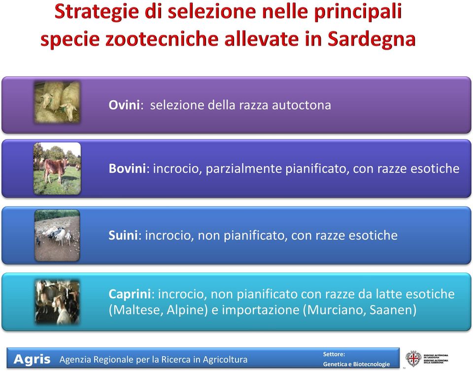 pianificato, con razze esotiche Caprini: incrocio, non pianificato