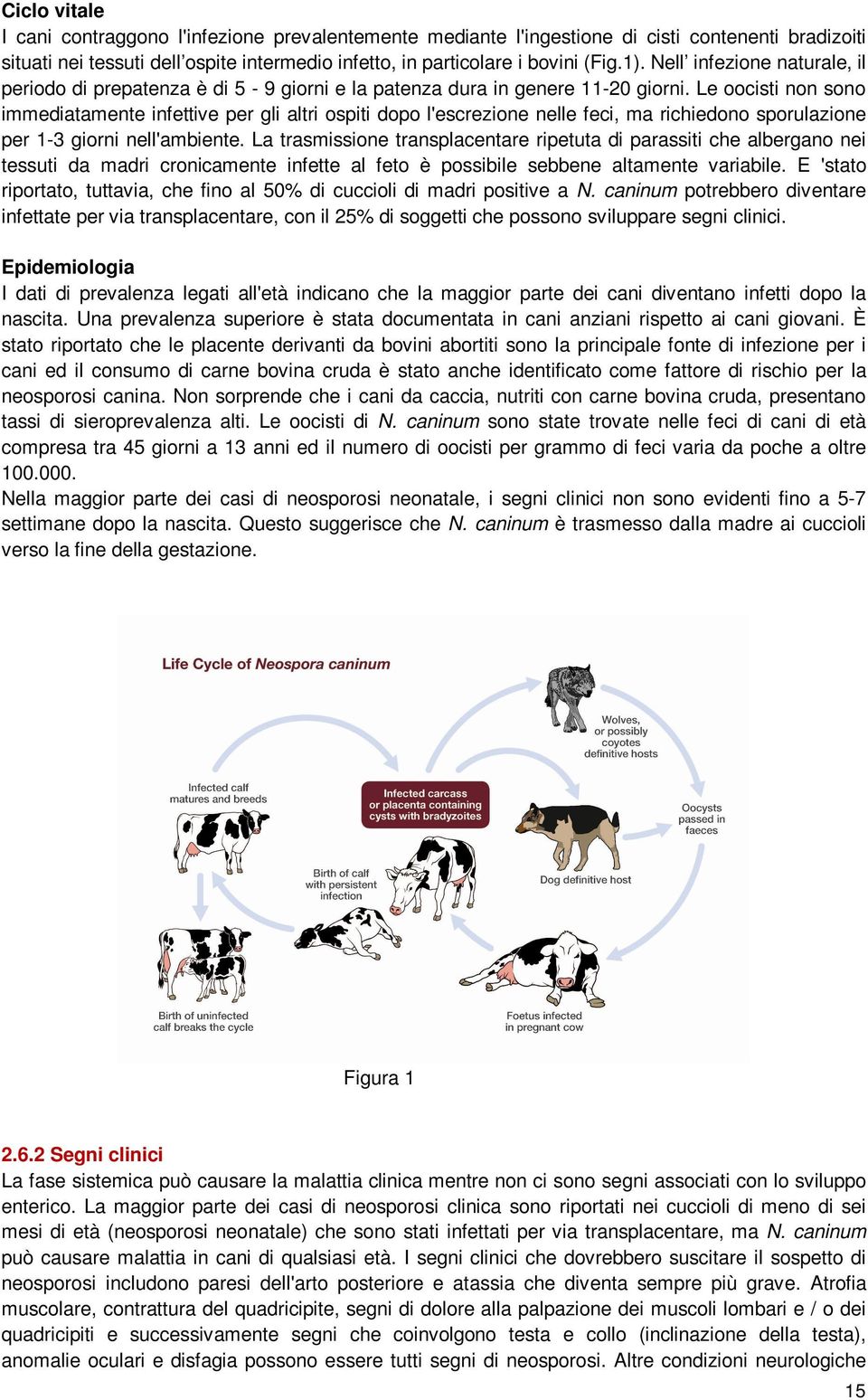 Le oocisti non sono immediatamente infettive per gli altri ospiti dopo l'escrezione nelle feci, ma richiedono sporulazione per 1-3 giorni nell'ambiente.