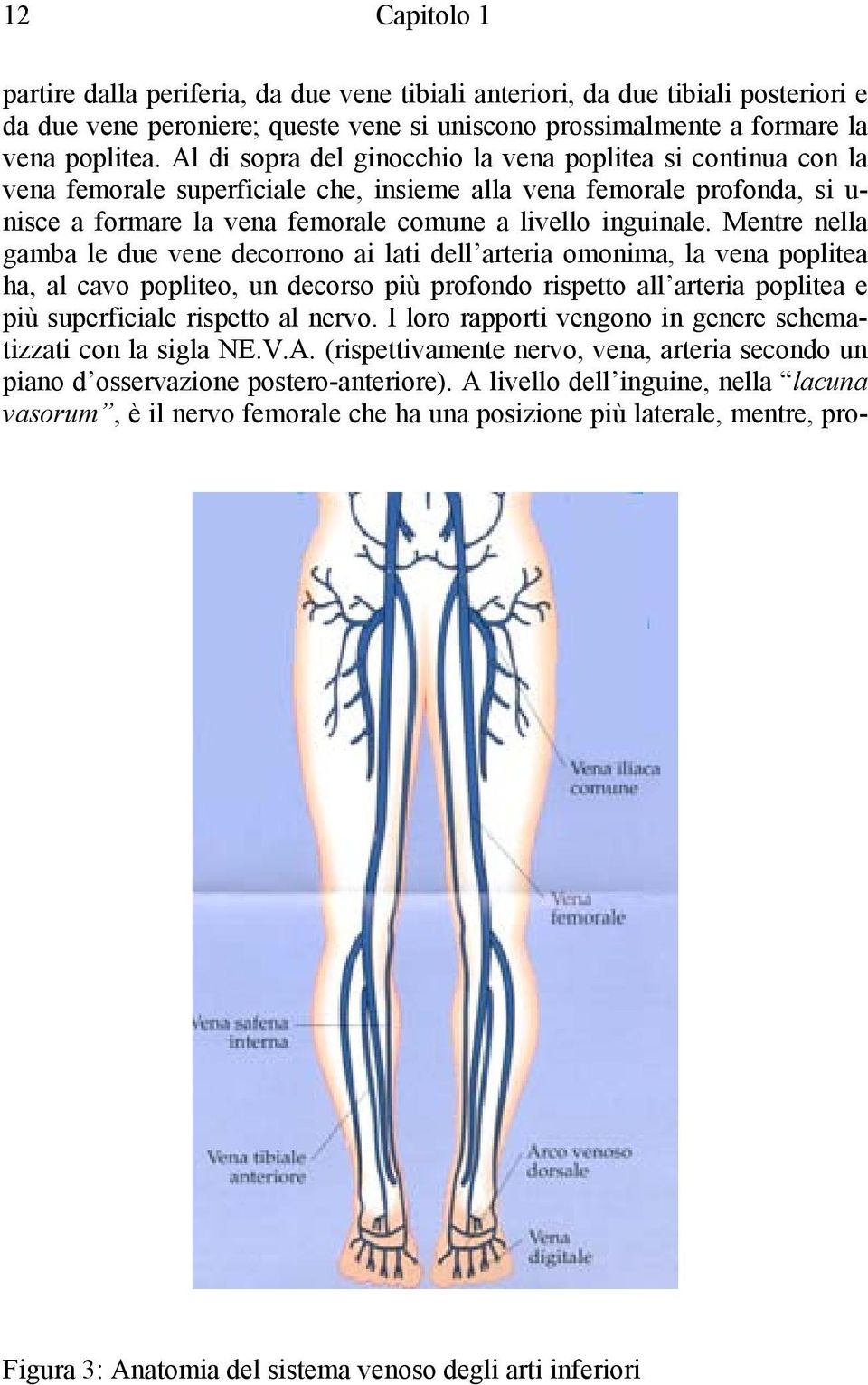 Mentre nella gamba le due vene decorrono ai lati dell arteria omonima, la vena poplitea ha, al cavo popliteo, un decorso più profondo rispetto all arteria poplitea e più superficiale rispetto al