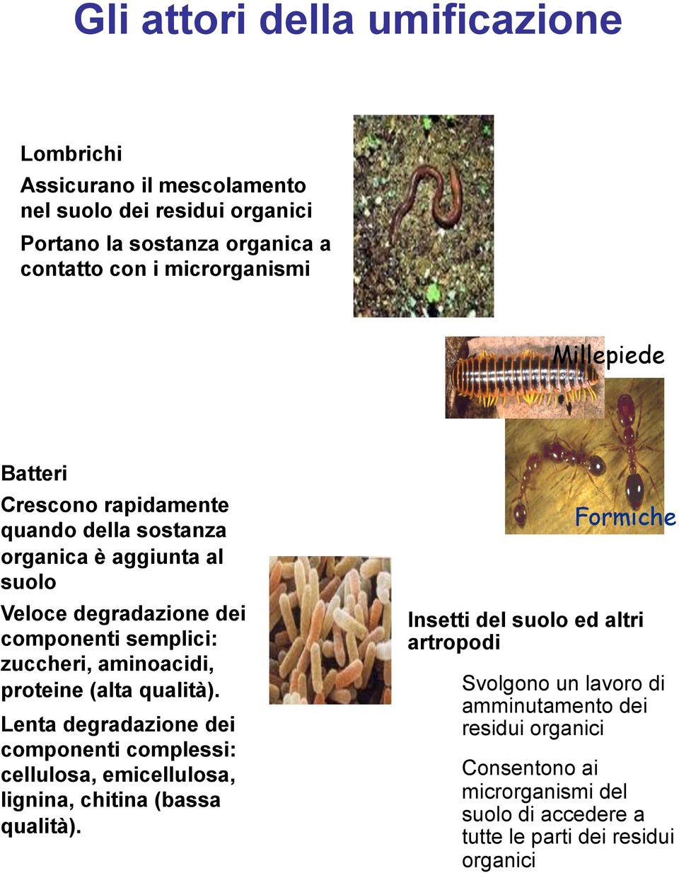 proteine (alta qualità). Lenta degradazione dei componenti complessi: cellulosa, emicellulosa, lignina, chitina (bassa qualità).