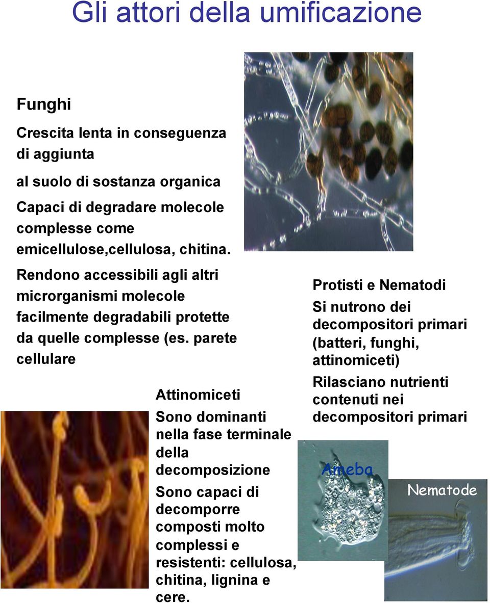 parete cellulare Attinomiceti Sono dominanti nella fase terminale della decomposizione Sono capaci di decomporre composti molto complessi e resistenti: