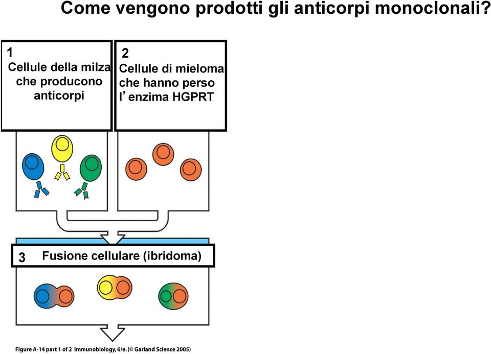 1 2 Cellule della milza Cellule di mieloma