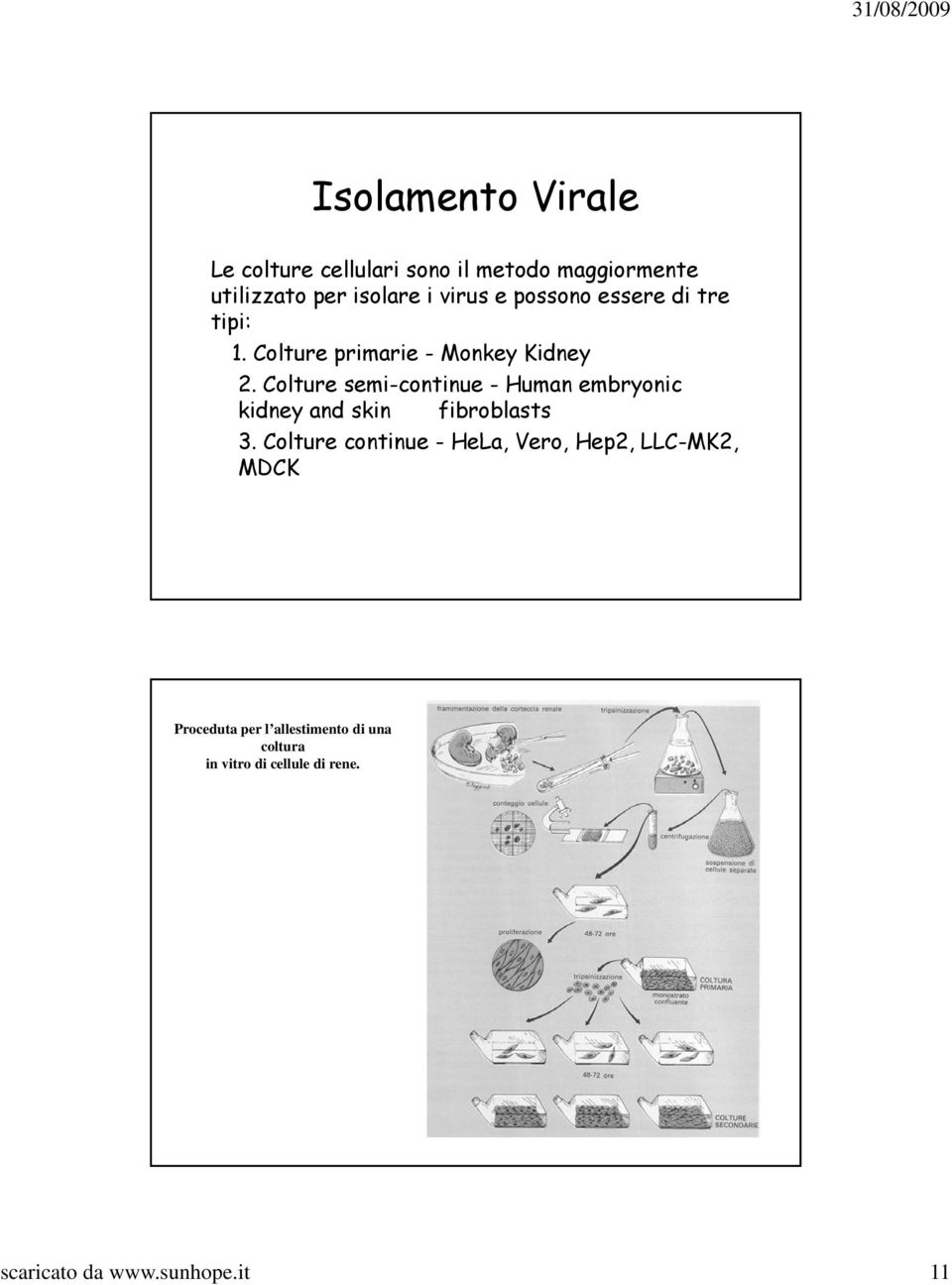 Colture semi-continue - Human embryonic kidney and skin fibroblasts 3.