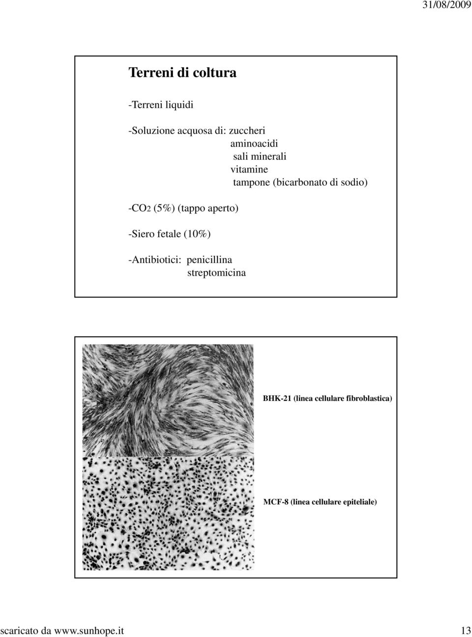 -Siero fetale (10%) -Antibiotici: penicillina streptomicina BHK-21 (linea