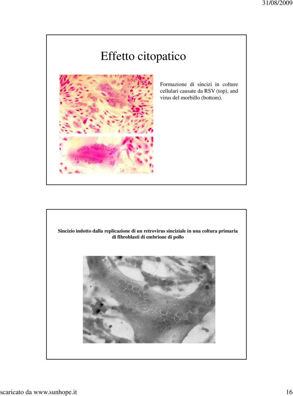 Sincizio indotto dalla replicazione di un retrovirus sinciziale in