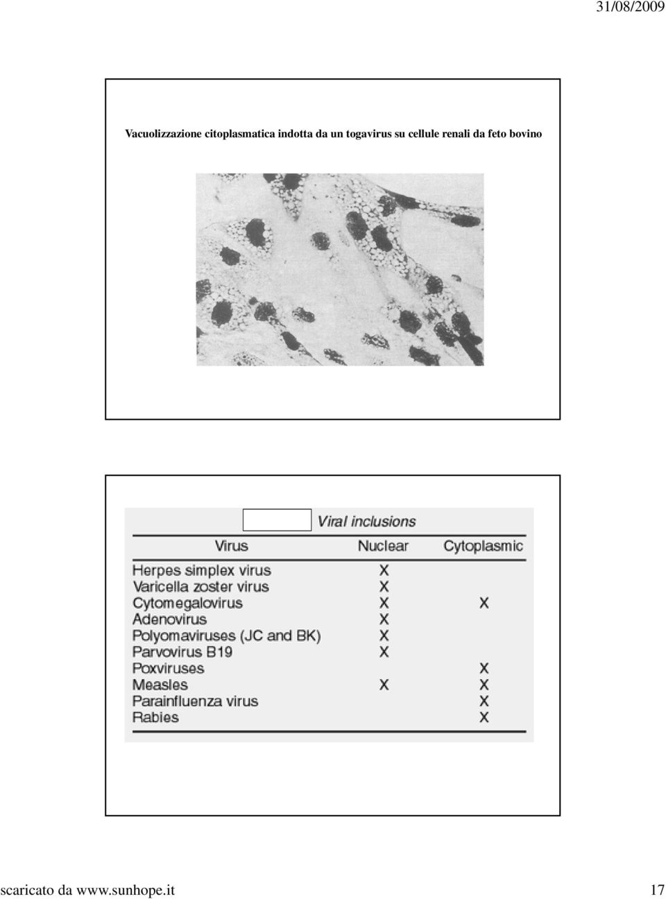 togavirus su cellule renali