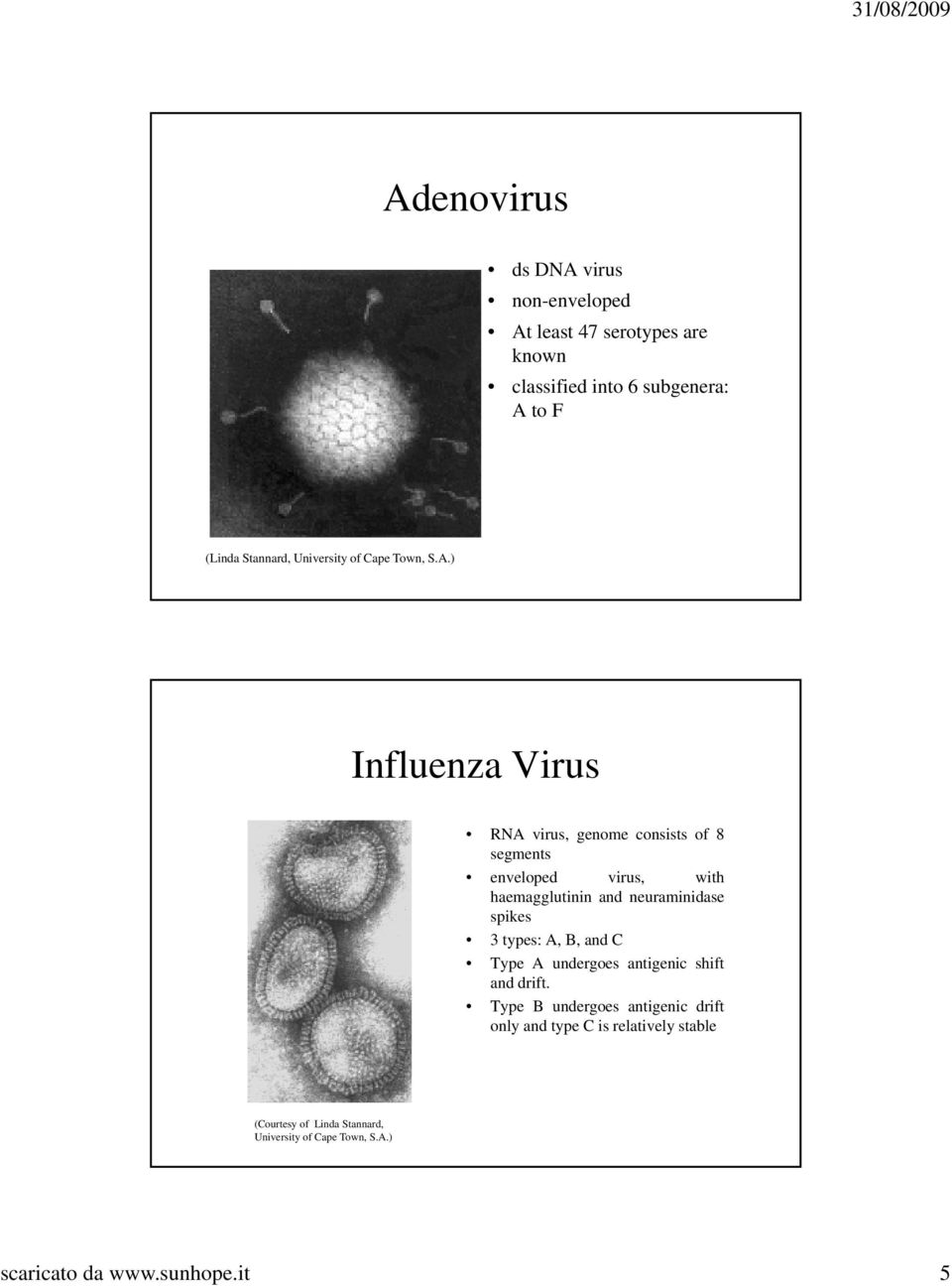 ) Influenza Virus RNA virus, genome consists of 8 segments enveloped virus, with haemagglutinin and neuraminidase spikes
