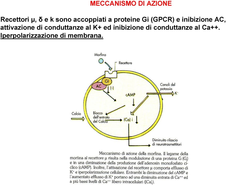 attivazione di conduttanze al K+ ed inibizione