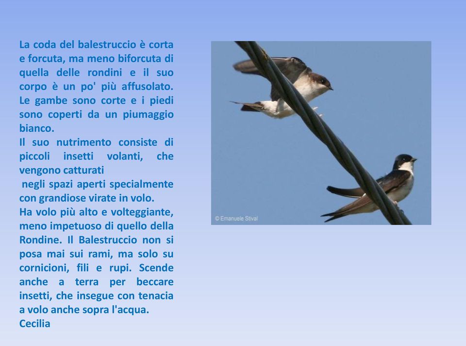 Il suo nutrimento consiste di piccoli insetti volanti, che vengono catturati negli spazi aperti specialmente con grandiose virate in volo.