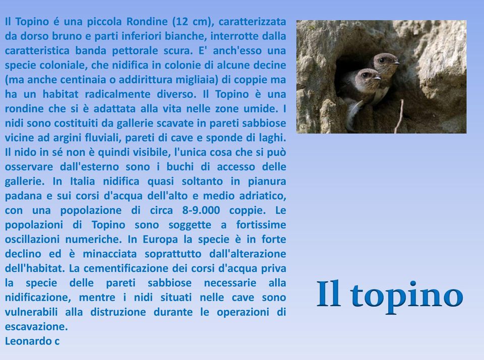 Il Topino è una rondine che si è adattata alla vita nelle zone umide. I nidi sono costituiti da gallerie scavate in pareti sabbiose vicine ad argini fluviali, pareti di cave e sponde di laghi.