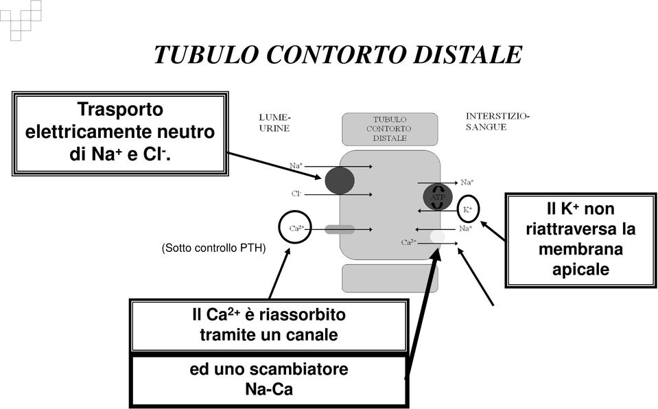 + non riattraversa la membrana apicale Il Ca 2+ è