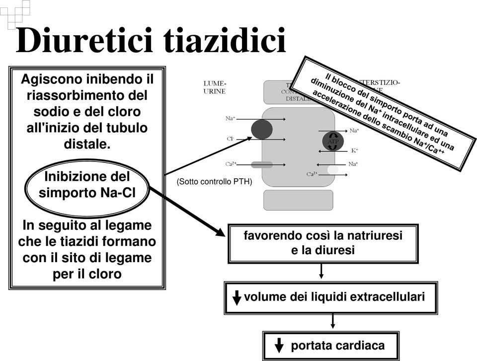 Inibizione del simporto Na-Cl In seguito al legame che le tiazidi formano con il