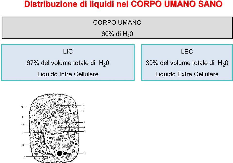 totale di H 2 0 Liquido Intra Cellulare LEC