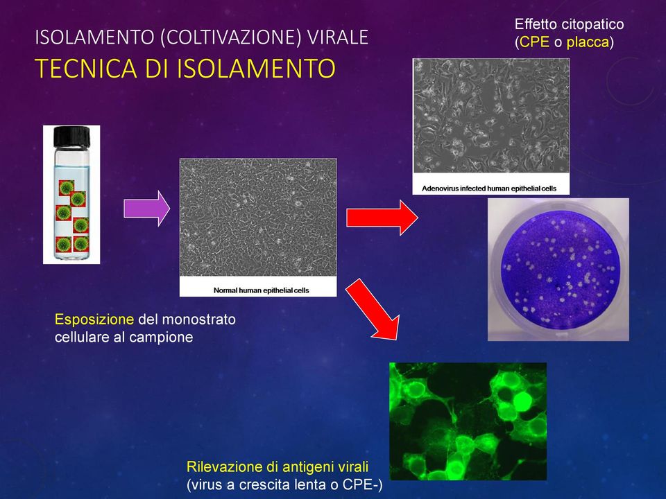 Esposizione del monostrato cellulare al campione