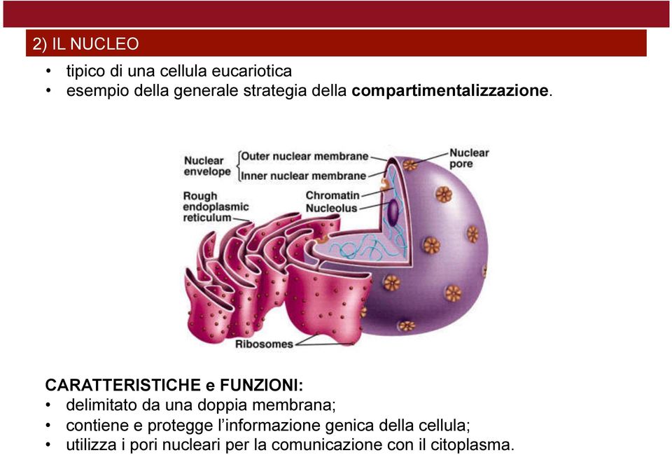 CARATTERISTICHE e FUNZIONI: delimitato da una doppia membrana; contiene e