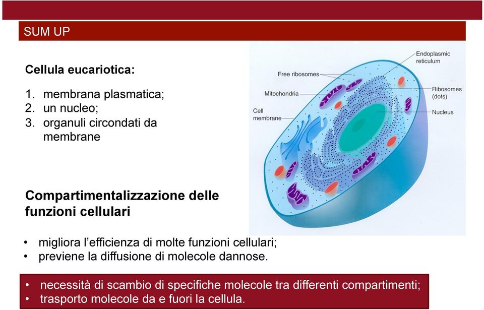 l efficienza di molte funzioni cellulari; previene la diffusione di molecole dannose.