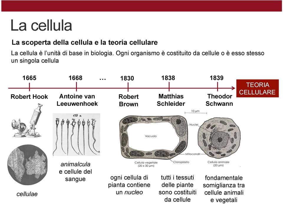 animalcula e cellule del sangue cellulae 1830 Robert Brown ogni cellula di pianta contiene un nucleo 1838 Matthias