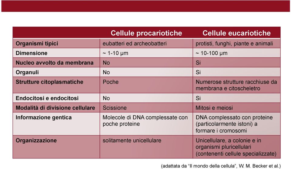 cellulare Scissione Mitosi e meiosi Informazione gentica Molecole di DNA complessate con poche proteine DNA complessato con proteine (particolarmente istoni) a formare i