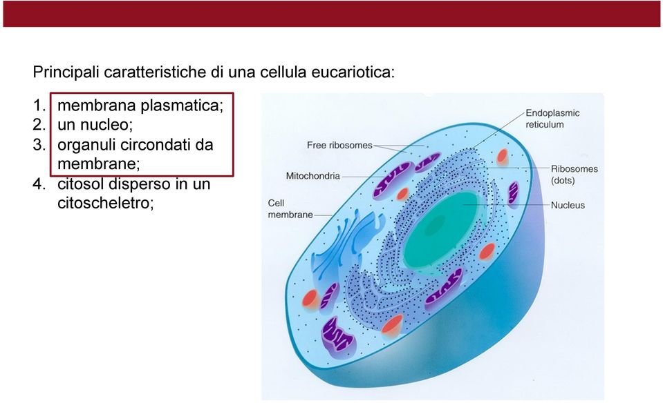 un nucleo; 3.