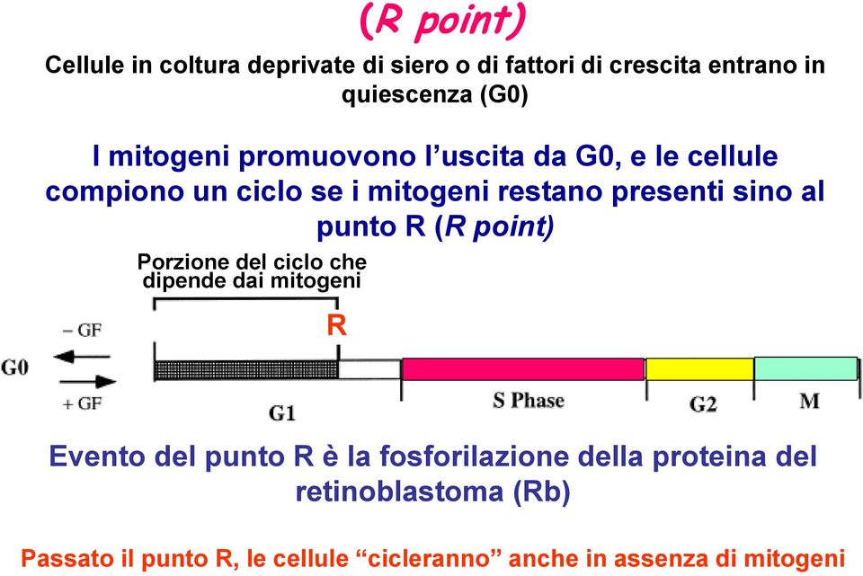 (R point) Porzione del ciclo che dipende dai mitogeni R (R point) Evento del punto R è la fosforilazione