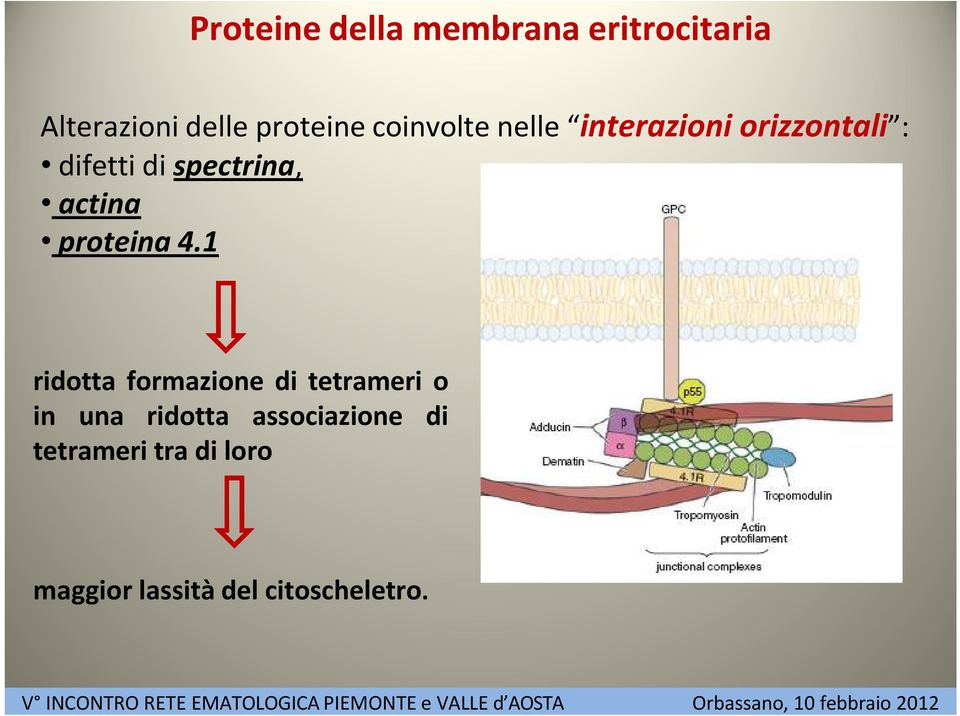 actina proteina 4.