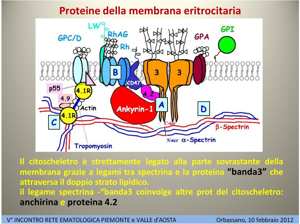 e la proteina banda3 che attraversa il doppio strato lipidico.