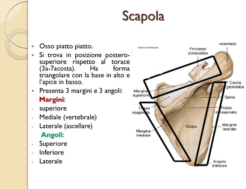 Ha forma triangolare con la base in alto e l apice in basso.