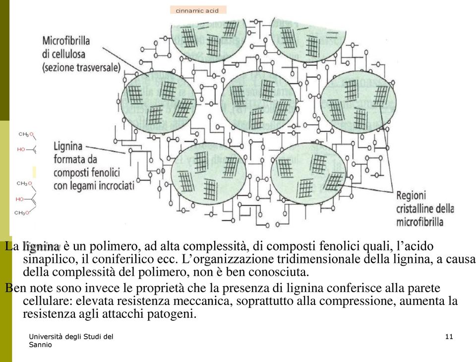 L organizzazione tridimensionale della lignina, a causa della complessità del polimero, non è ben