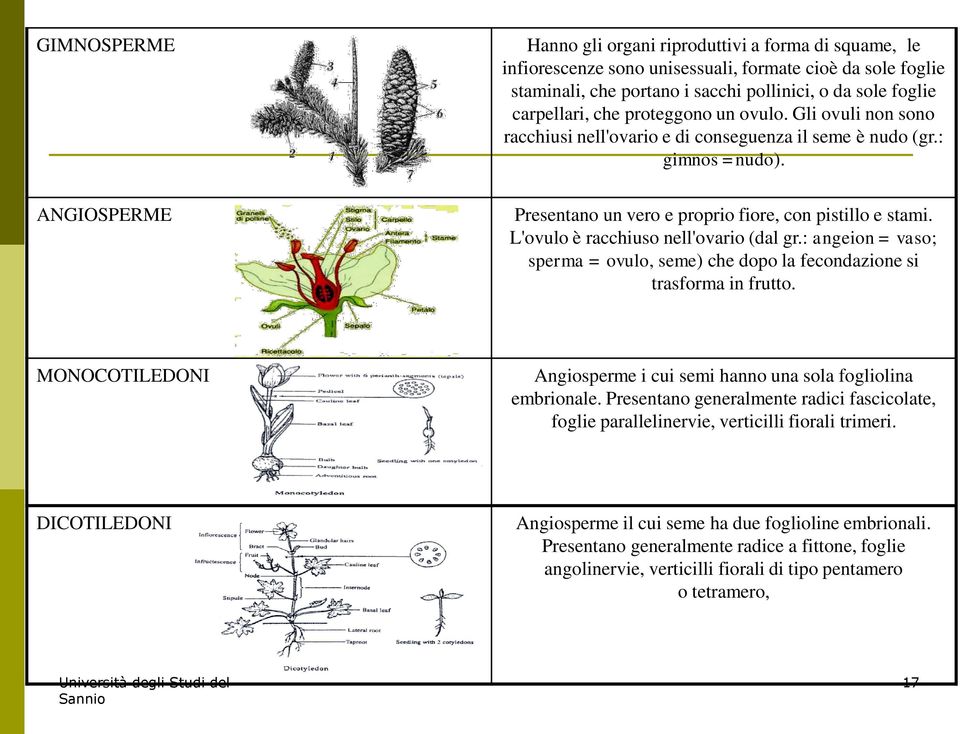 L'ovulo è racchiuso nell'ovario (dal gr.: angeion = vaso; sperma = ovulo, seme) che dopo la fecondazione si trasforma in frutto.