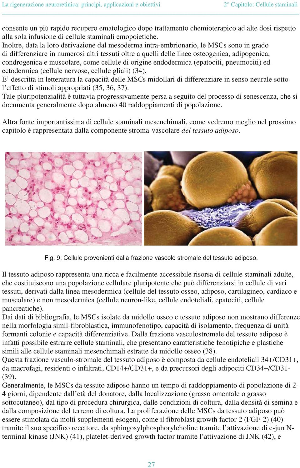 muscolare, come cellule di origine endodermica (epatociti, pneumociti) ed ectodermica (cellule nervose, cellule gliali) (34).