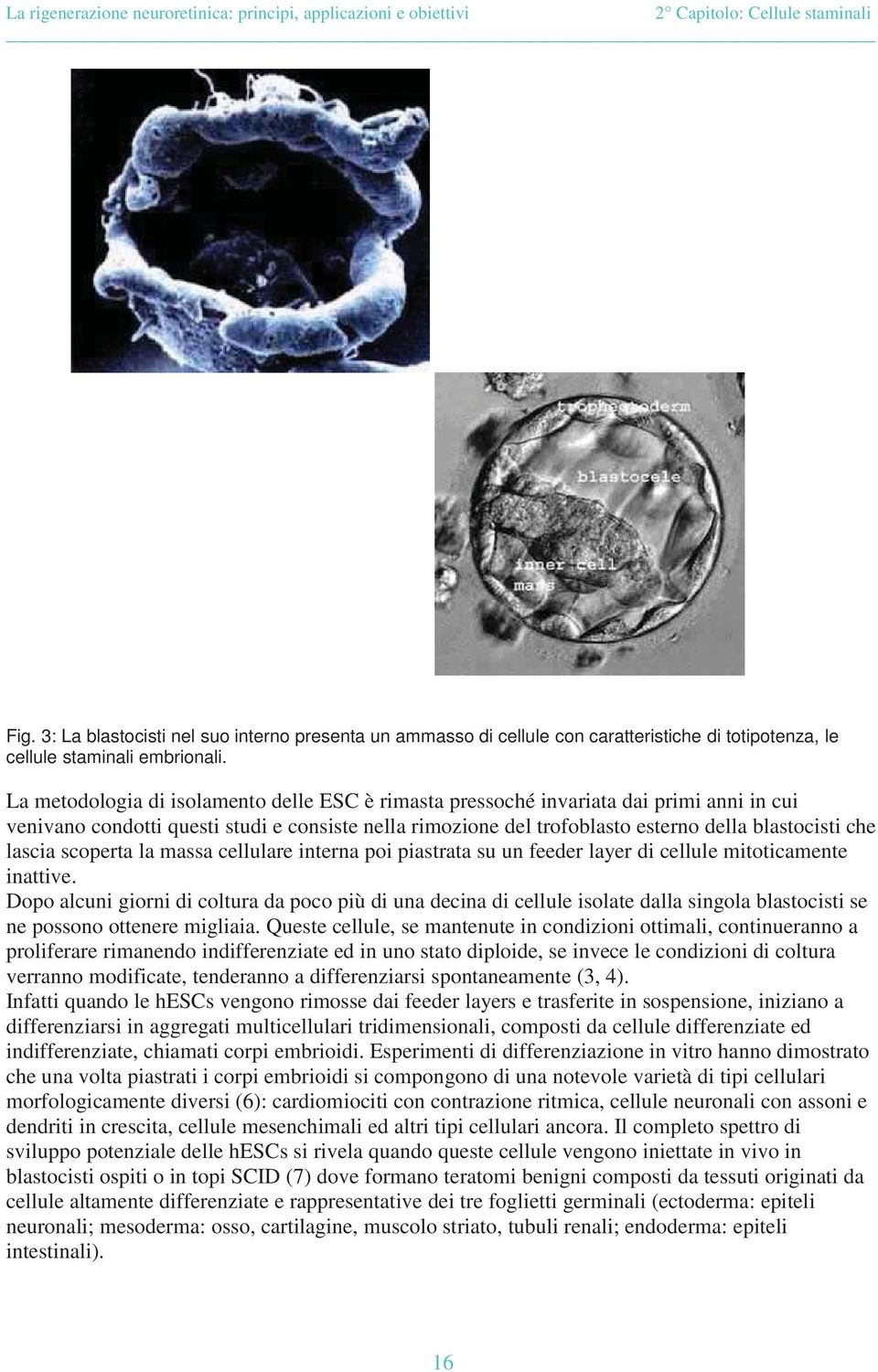 lascia scoperta la massa cellulare interna poi piastrata su un feeder layer di cellule mitoticamente inattive.