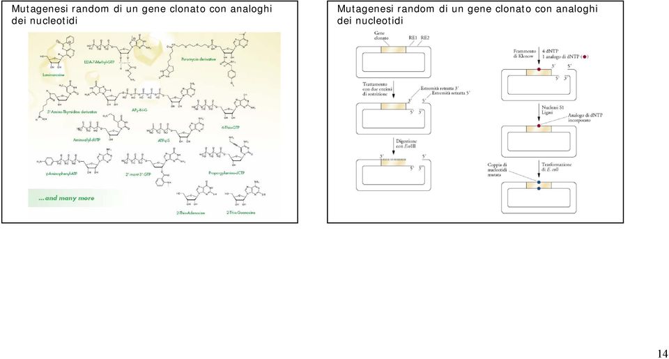 nucleotidi   nucleotidi 14