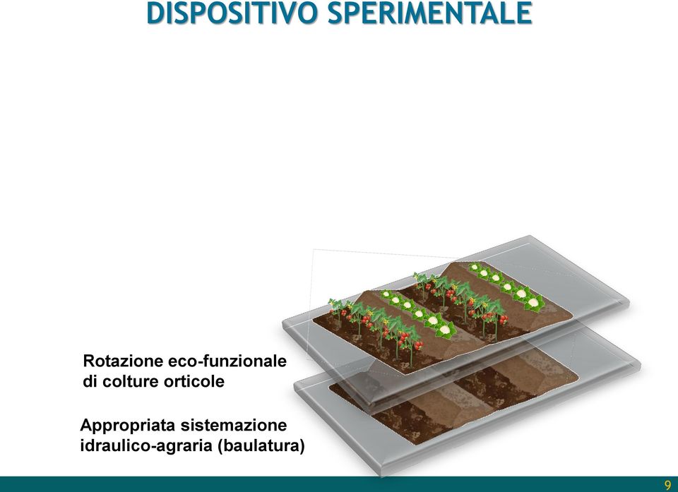 colture orticole Appropriata